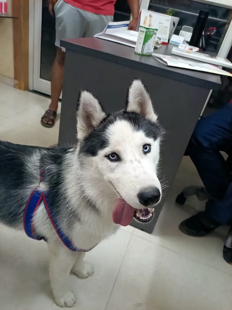 UniVet Pet Clinic photo