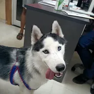 UniVet Pet Clinic photo