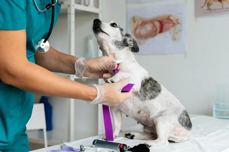 Uptown Vets Multispeciality Pet Clinic in Parel photo