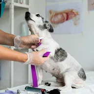 Uptown Vets Multispeciality Pet Clinic in Parel photo