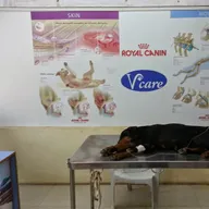 V-Care Pet Polyclinic photo