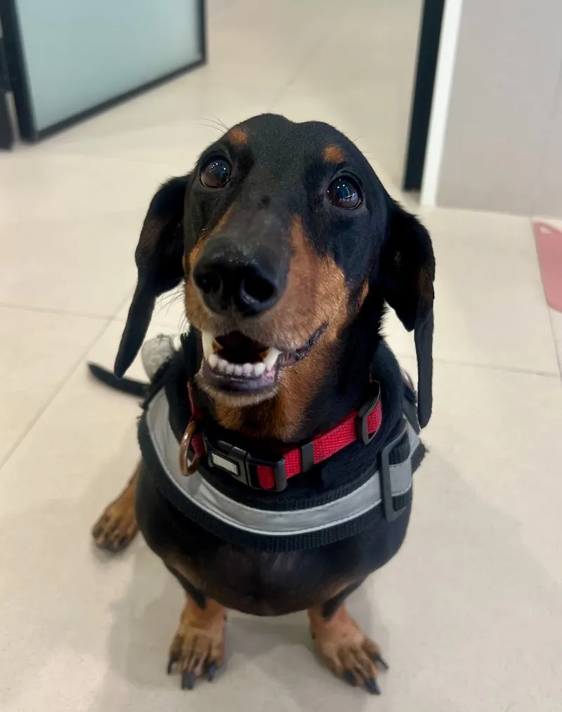 Van the Vet photo