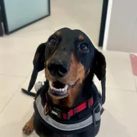 Van the Vet photo