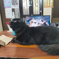 Vedic Pets Clinic and Surgery Center photo
