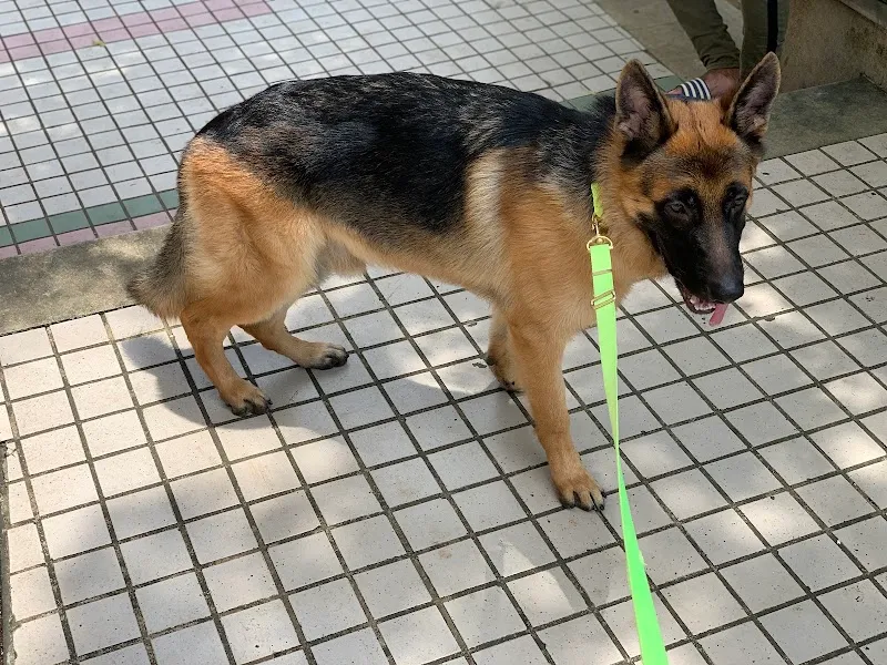 Vet 4 Amazing Pets photo