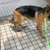 Vet 4 Amazing Pets photo