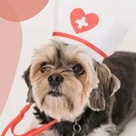 VET 4 PET photo