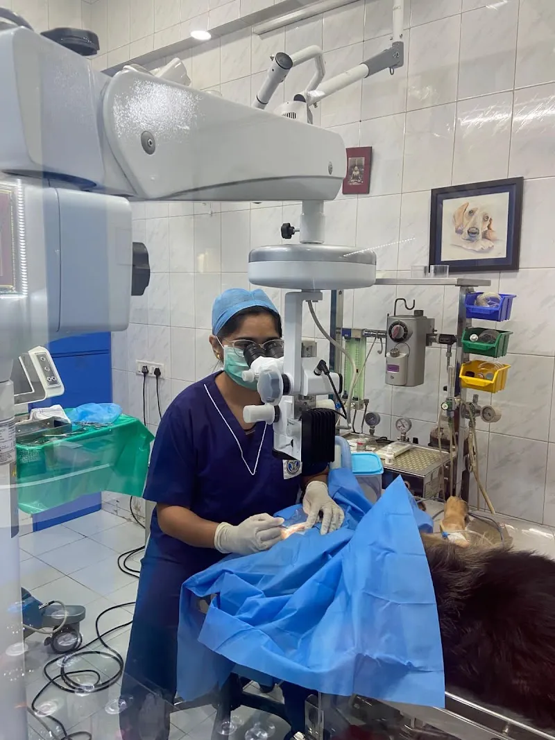 Vet 7 Ophthalmo – Comprehensive Eye Care & Surgical Centre for Pets photo