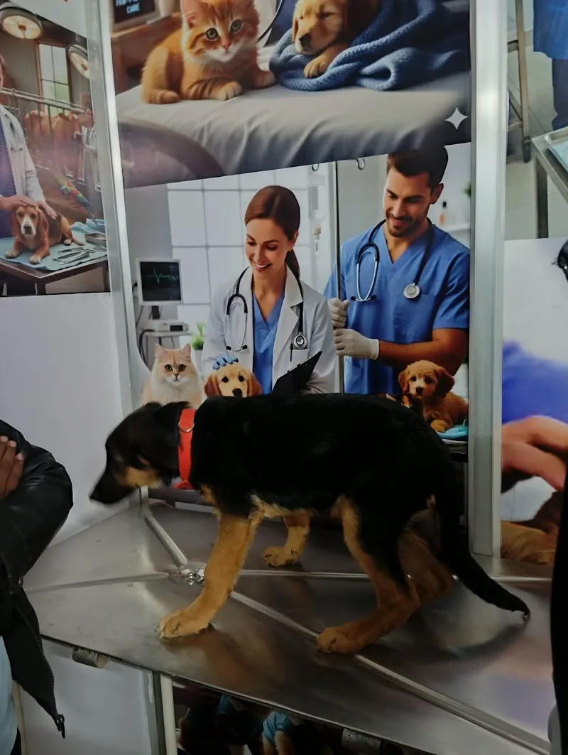 VET BEEN photo