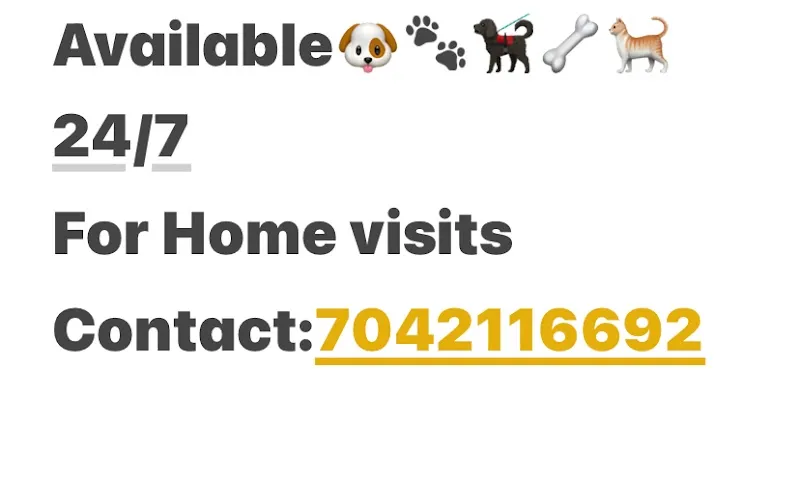 Vet doctor for pets Home visit 24/7 available , dogs,cats and birds on call and home visits 24/7 photo