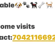 Vet doctor for pets Home visit 24/7 available , dogs,cats and birds on call and home visits 24/7 photo