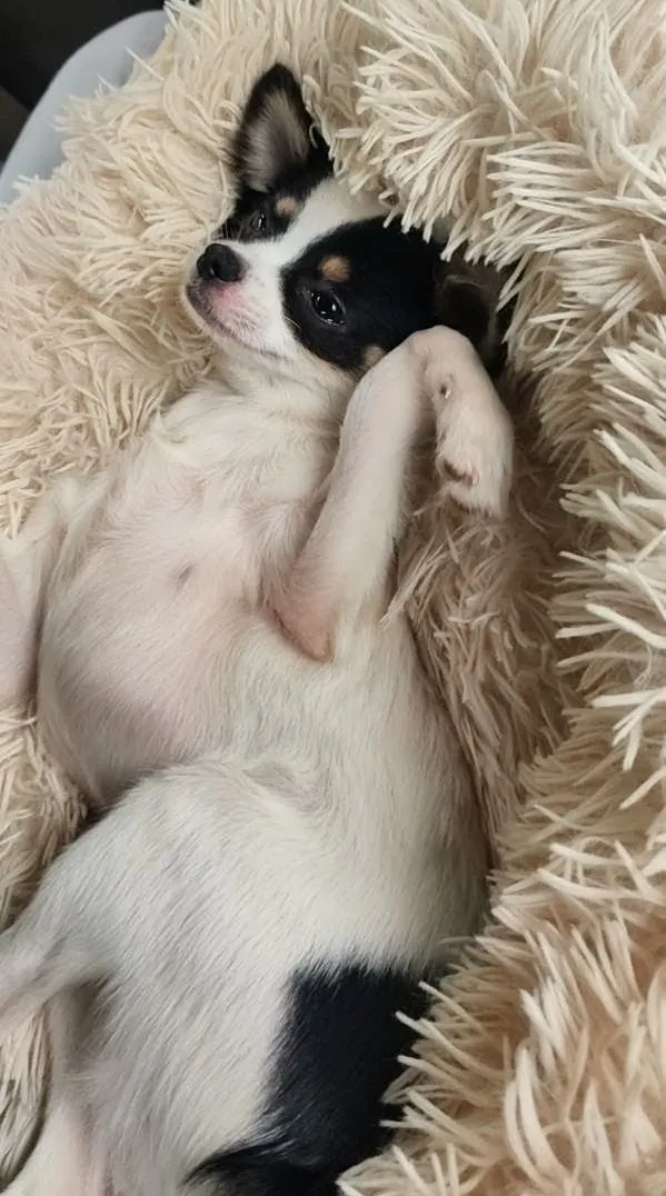 Vet For My Pet photo