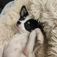 Vet For My Pet photo