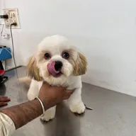 VET HELP Grooming And Clinic photo