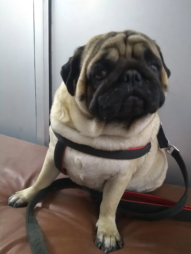 Vet Plus Dog and Cat Clinic (Shakti Nagar) photo