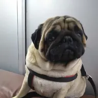 Vet Plus Dog and Cat Clinic (Shakti Nagar) photo