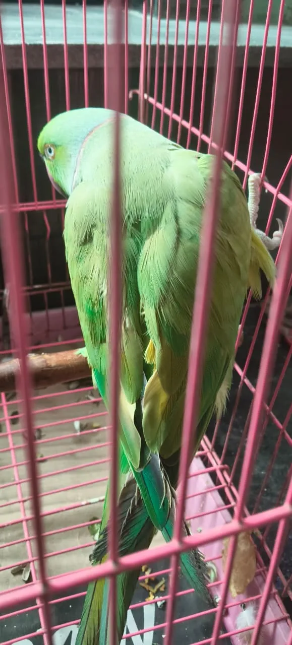 Vet Plus Pet Clinic photo