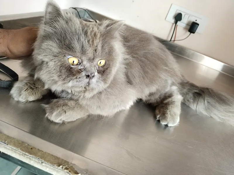 Vet Plus Veterinary Clinic photo