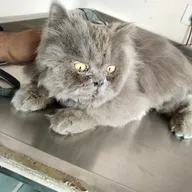 Vet Plus Veterinary Clinic photo