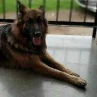 Veterinary and Pet care services, Pune photo