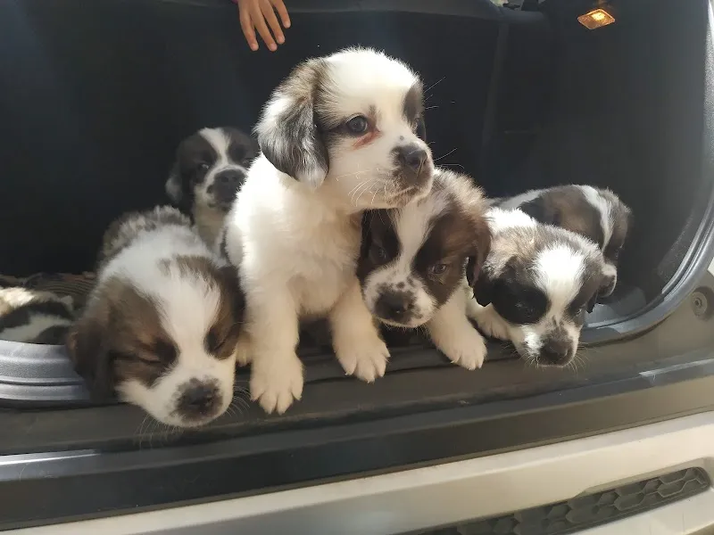 Veterinary Hospital – Yelahanka Old Town photo