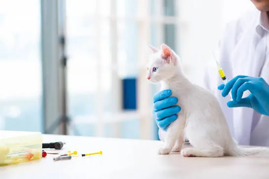 Veterinary Wellness photo