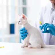 Veterinary Wellness photo
