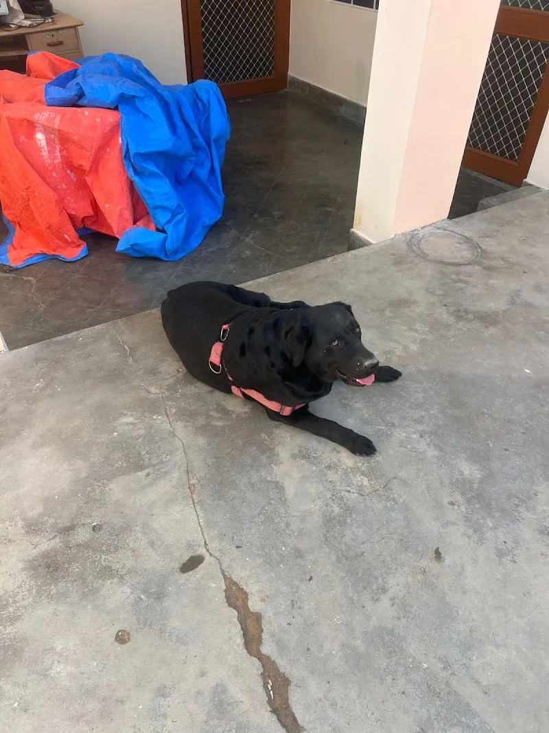 VetGo 24×7 Pet Doctor Home Service | Pet Vaccination | Pet Home Blood test Collect | Pet clinic | Borivali vet Home services photo