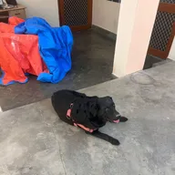 VetGo 24×7 Pet Doctor Home Service | Pet Vaccination | Pet Home Blood test Collect | Pet clinic | Borivali vet Home services photo
