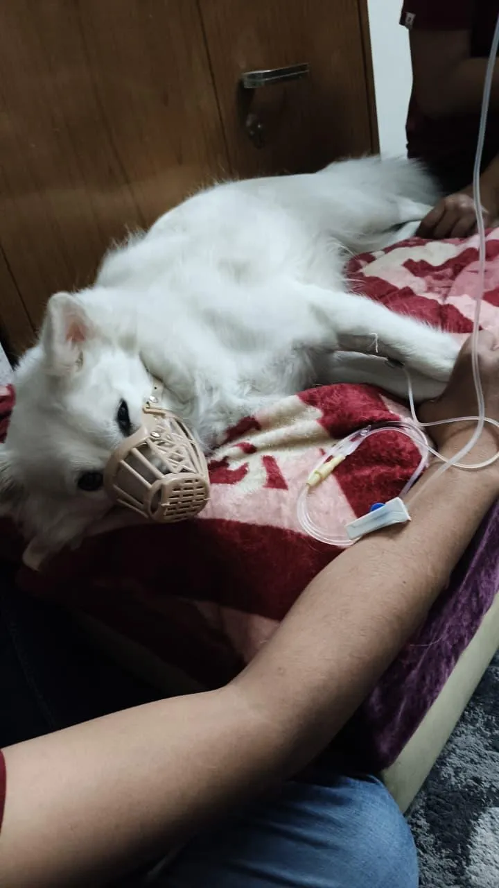 VetGo 24×7 Pet Doctor Home Service | Pet Vaccine | Pet clinic | Pet admit | Pet Ambulance | Bandra vet Home services photo