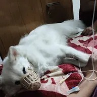 VetGo 24×7 Pet Doctor Home Service | Pet Vaccine | Pet clinic | Pet admit | Pet Ambulance | Bandra vet Home services photo