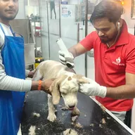 Vetic Pet Clinic / Doggy World (Rohini Sector 24) photo