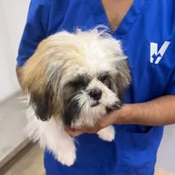 Vetic Pet Clinic (Vasant Kunj) photo