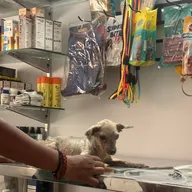 Vetify Animal Clinic Sec-7 Gurgaon photo