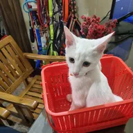 Vet’s Best Pet Clinic Dr. Lokkit photo