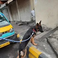 Vijay Pets Clinic photo
