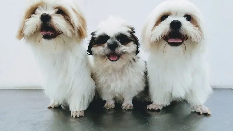 VITAL PET CLINIC photo