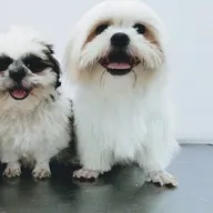 VITAL PET CLINIC photo
