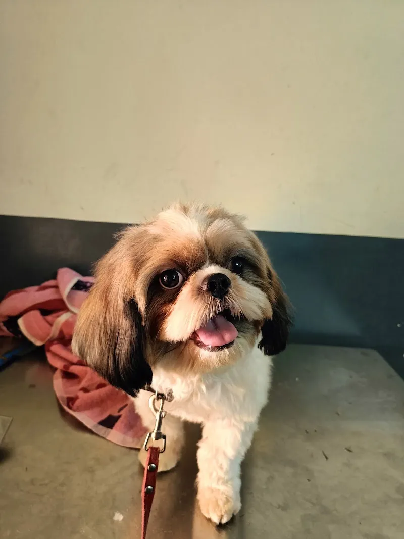Wagging Tail Pet Clinic photo