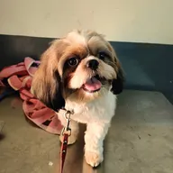 Wagging Tail Pet Clinic photo