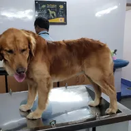 Westend Speciality Petcare and Nursing center photo