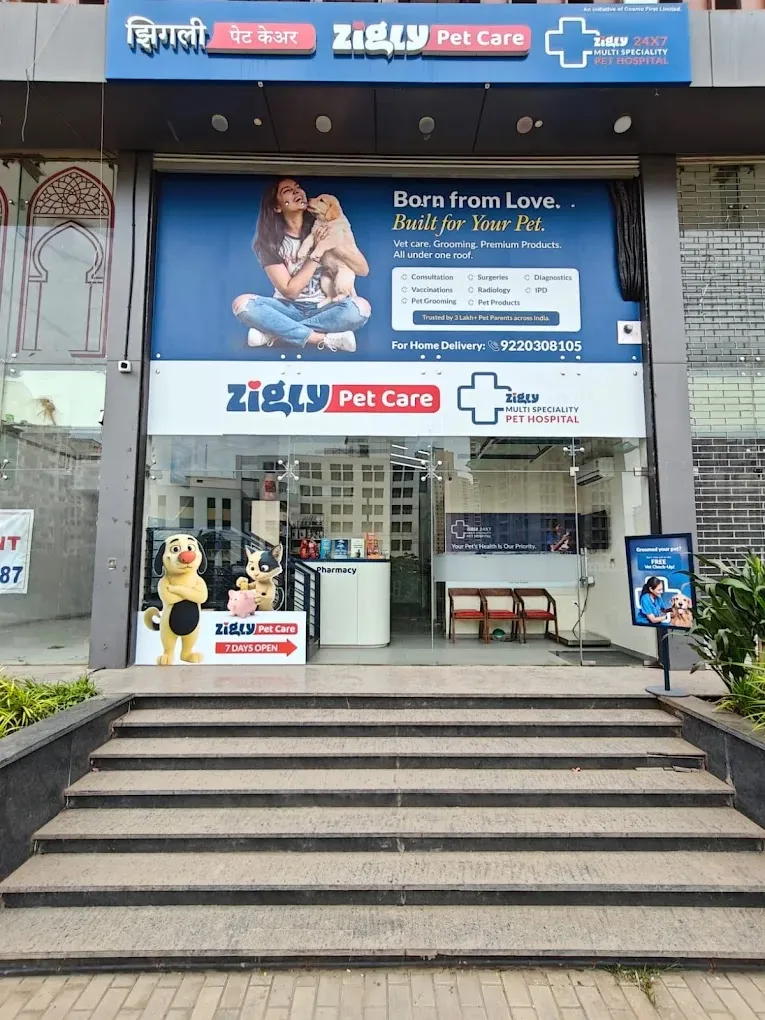 Zigly Pet Care – Vet Clinic, Pet Grooming & Pet Products | NIBM, Pune photo