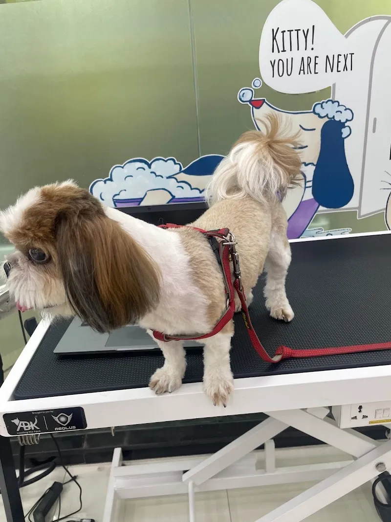 Zigly – Vet Clinic, Pet Grooming & Pet Products | HSR Layout photo