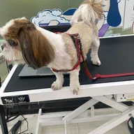 Zigly – Vet Clinic, Pet Grooming & Pet Products | HSR Layout photo