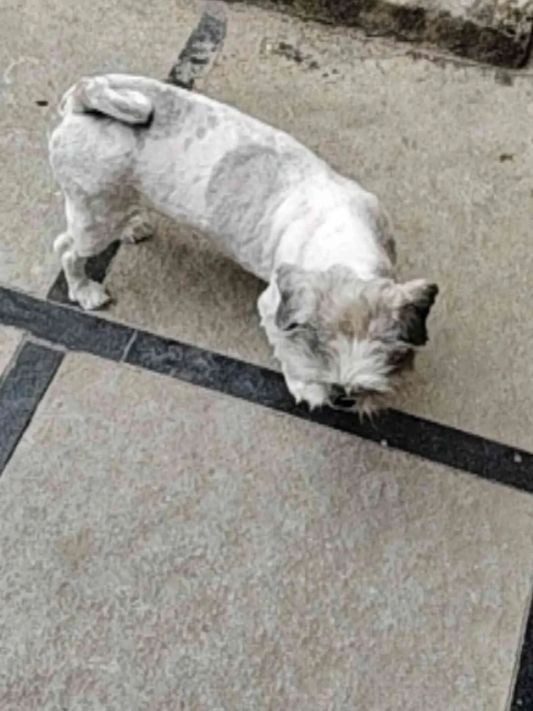 Candy after the groom