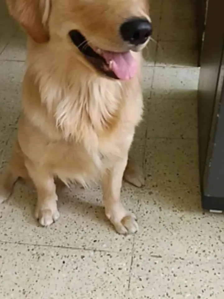 Luffy after the groom