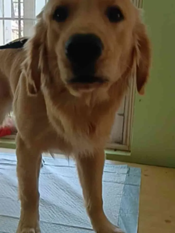 Luffy before the groom