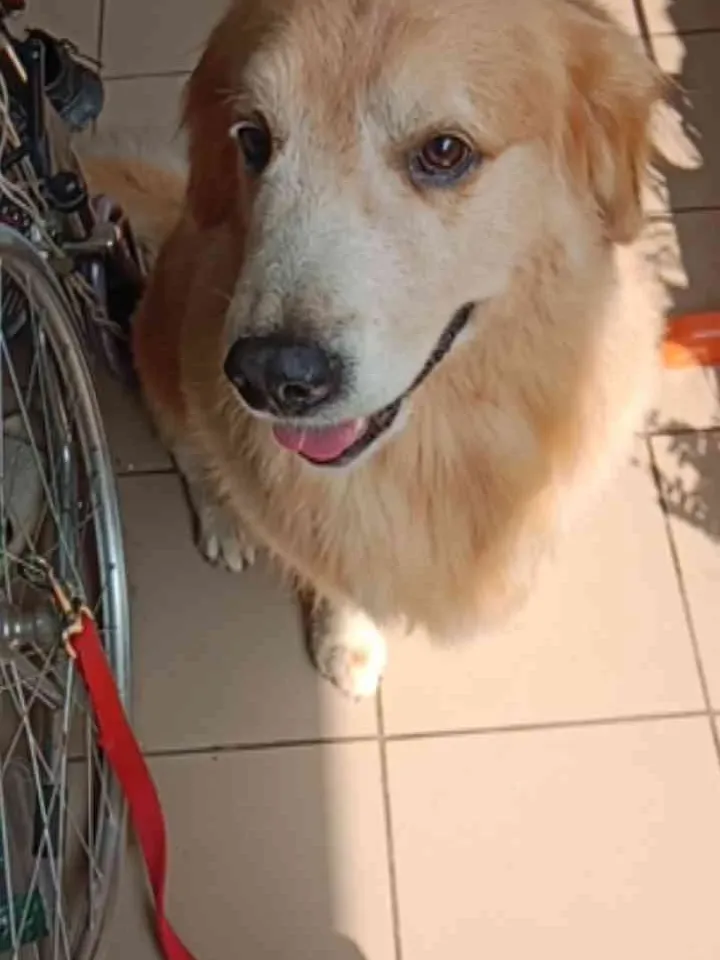 the dog after the groom