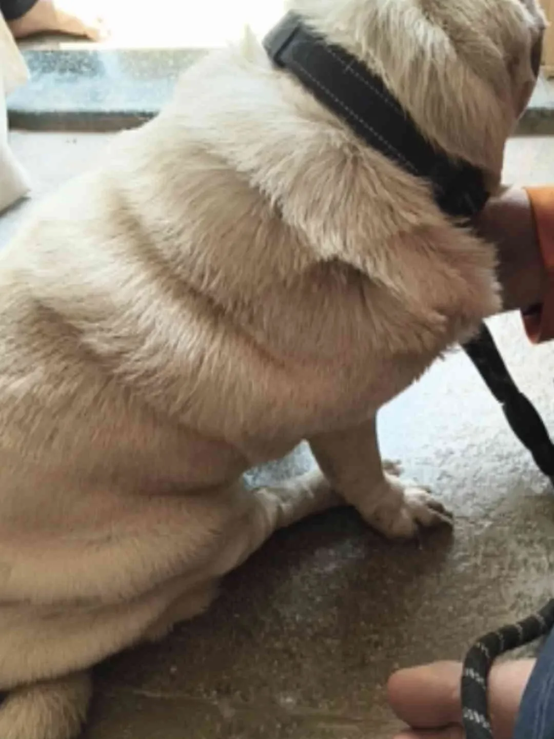 Sweety before the groom
