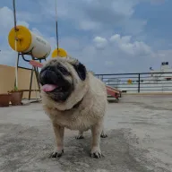 Sweety